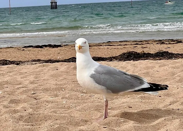 La Maison Des Copains - En Bessin - 13 People * Port-en-Bessin-Huppain